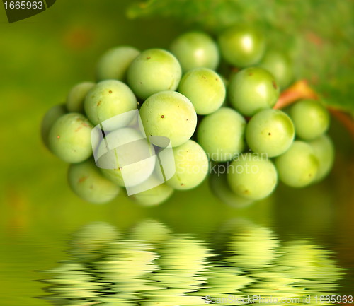 Image of Green grapes