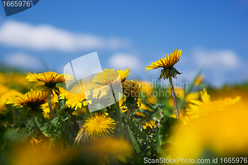 Image of Field full of dandelions in spring