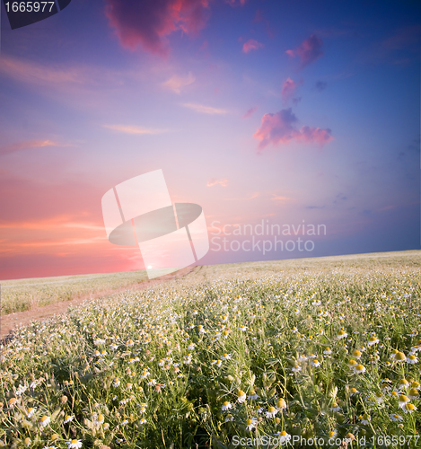Image of Sunrise over flower land