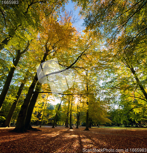 Image of Colorful fall autumn park