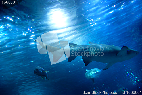 Image of Underwater view, fish, sunlight