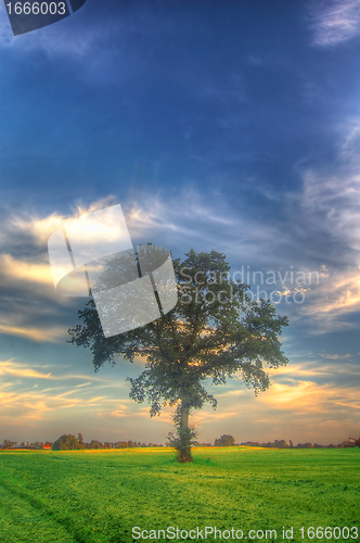 Image of Sunset and tree