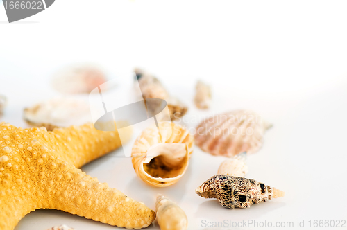 Image of Starfish and shells