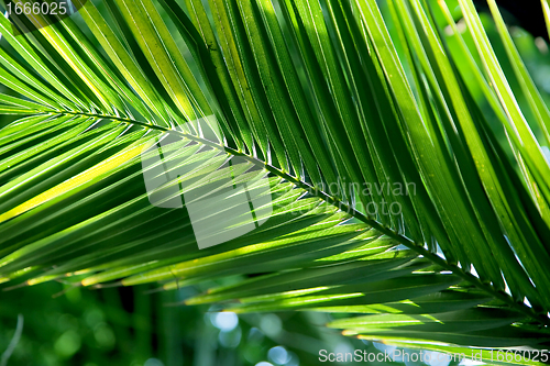 Image of Tropical palm leaf