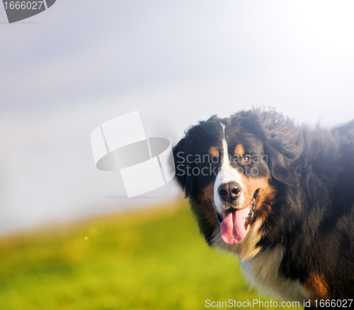 Image of Cute happy dog portait. Bernese mountain dog