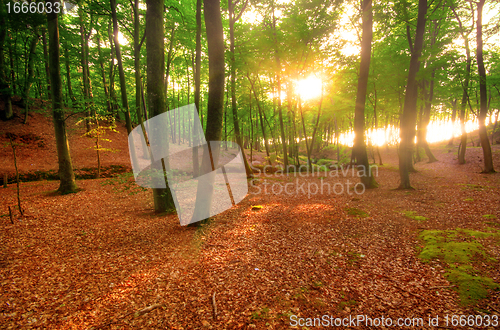 Image of Autumn park