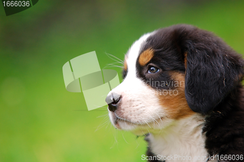 Image of Portrait of Bernese mountain dog