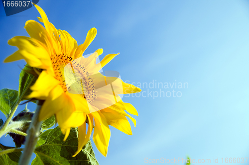 Image of Sunflower in flowerpot