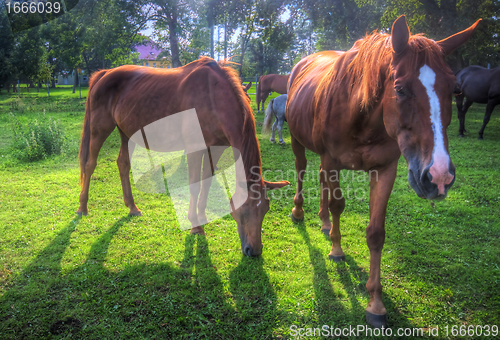 Image of Wild horses on the field