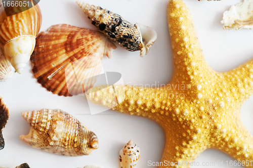 Image of Starfish and shells