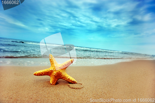 Image of Starfish