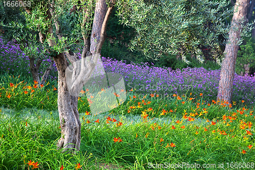 Image of Colorful park with flowers