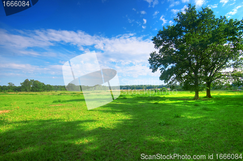 Image of Tree on summer field