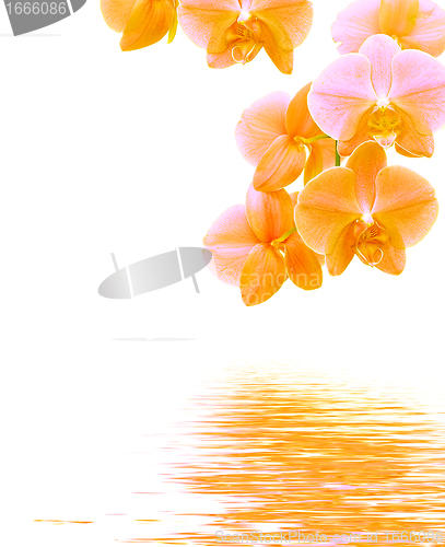 Image of Orchid background