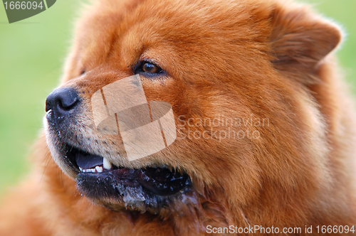 Image of Portrait of Chow Chow Dog