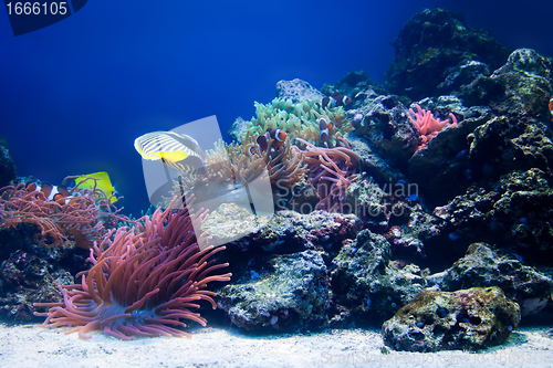 Image of Underwater life, Fish, coral reef