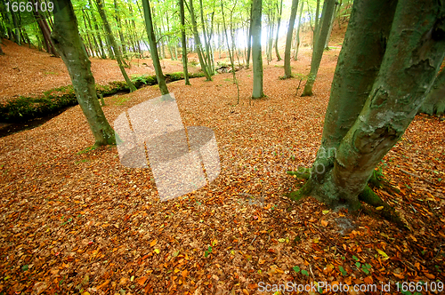 Image of Autumn forest