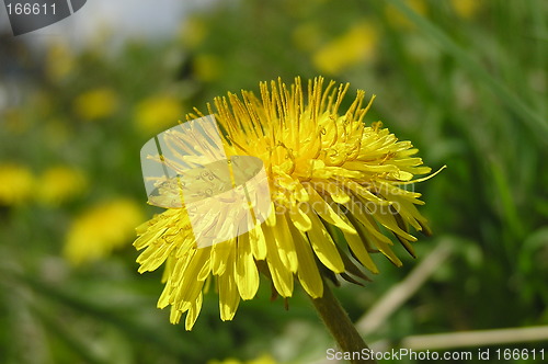 Image of Dandelion