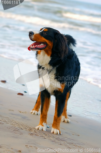 Image of Beautiful dog portrait