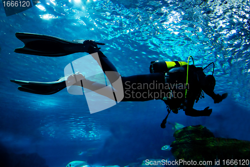 Image of Diving in the ocean underwater