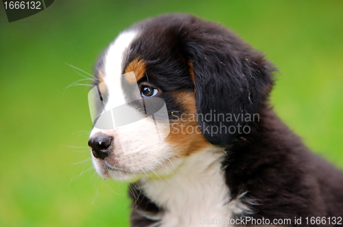 Image of Portrait of Bernese mountain dog