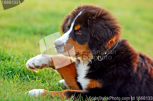 Image of Portrait of puppy Bernese mountain dog 