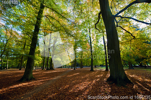 Image of Alley with falling leaves in fall park