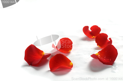 Image of Rose petals on white background