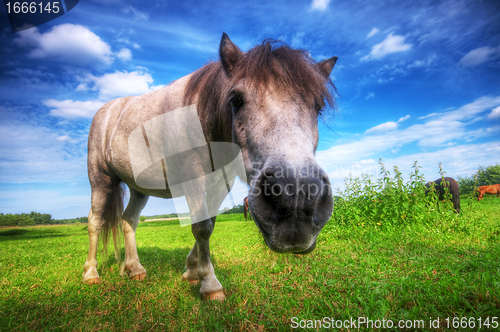 Image of Wild young horse on the field