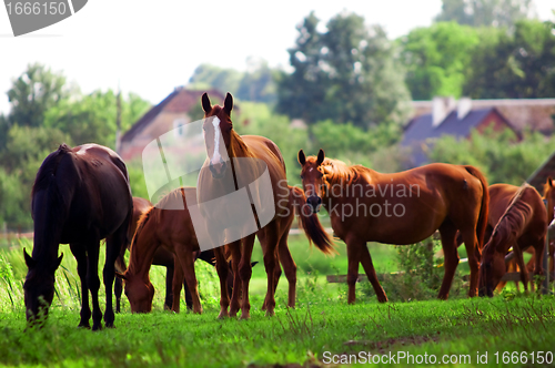 Image of Horses on the field