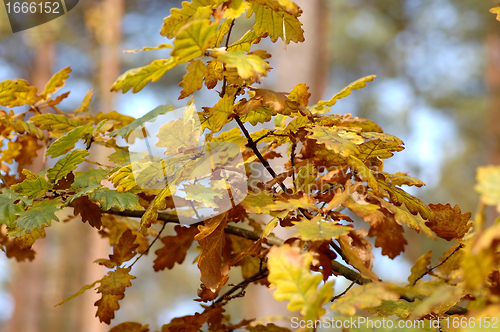 Image of Autumn in forest