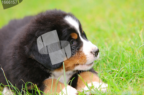 Image of Portrait of Bernese mountain dog