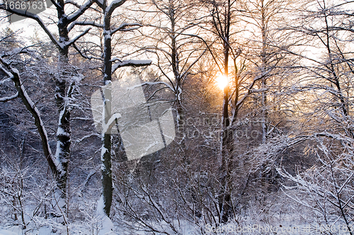 Image of Winter white forest