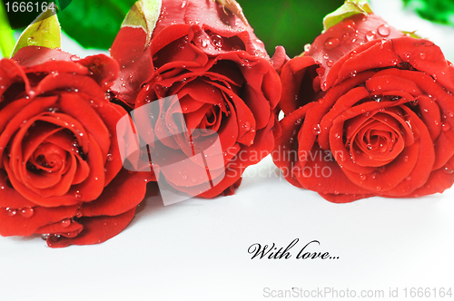 Image of Red fresh roses on white