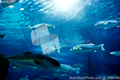 Image of Underwater view, fish, sunlight