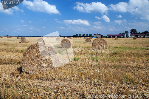 Image of Haystacks in the field