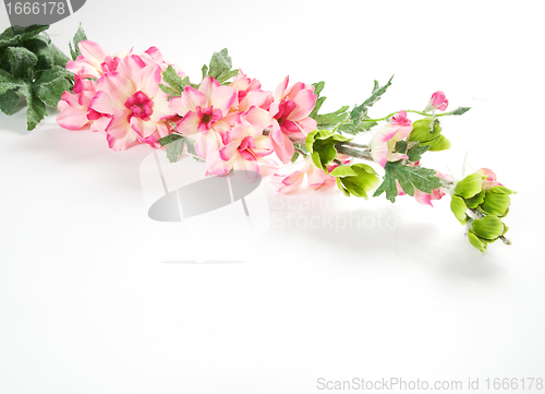 Image of Spring flowers 