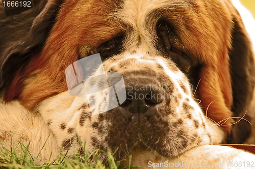 Image of Dog lying on grass