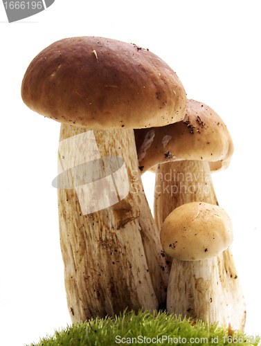 Image of Mushrooms on white - ceps