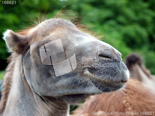 Image of Camel