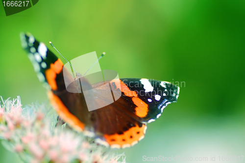 Image of Butterfly