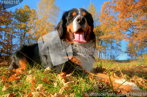 Image of A happy Bernese mountain dog outdoors