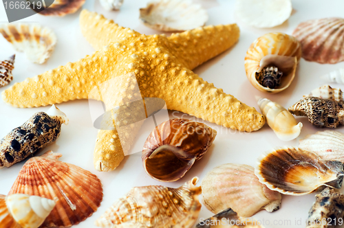 Image of Starfish and shells