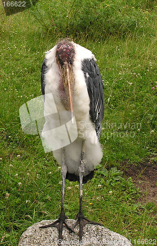 Image of Marabou