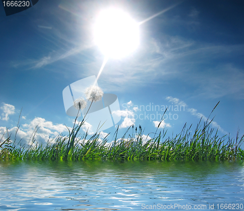 Image of Fresh meadow background