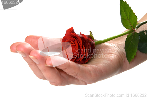 Image of Red rose on hand conceptual