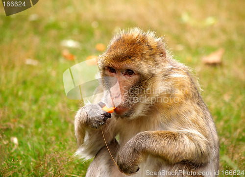 Image of Monkey