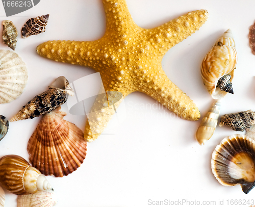 Image of Starfish and shells