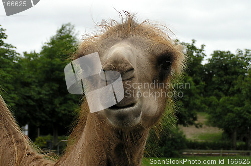 Image of Camel