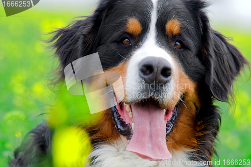Image of Bernese Mountain Dog portrait